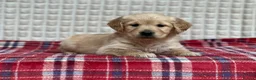 Golden Retriever dogs for sale: GORGEOUS GOLDEN RETRIEVER PUPPIES  in Carmarthen - Advert 33