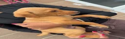 Labrador Retriever dogs for sale: Eight beautiful Labrador puppies  in Westbury - Advert 17