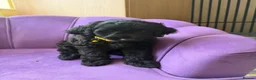 Cockapoo dogs for sale: Stunning F1B Cockapoos - DNA Clear- READY TO LEAVE - Advert 13