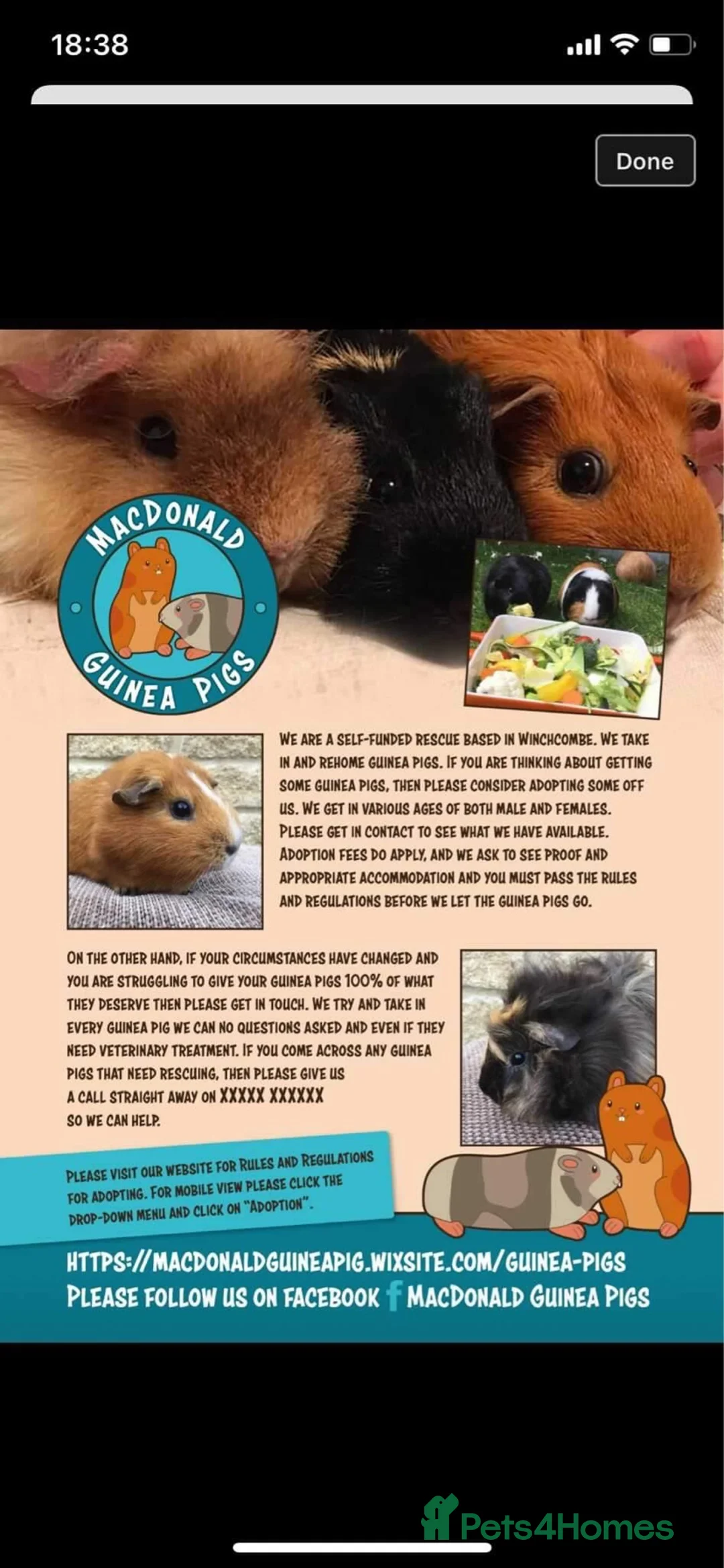 Guinea Pig rodents for sale: WE RESCUE GUINEA PIGS, RABBITS, CHINCHILLAS ECT - Advert 2
