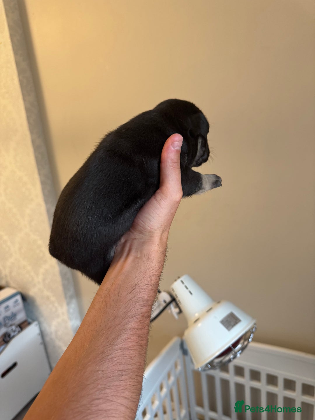 French Bulldog dogs for sale: French bulldog puppies🩷🩵 - Image 4