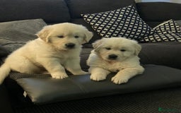 Golden Retriever dogs for sale: STUNNING HEALTH CHECKED PUPPIES READY - Image 1