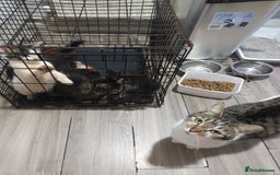 Mixed Breed cats for sale: 5 beautiful kittens ready for the forever home. - Image 3