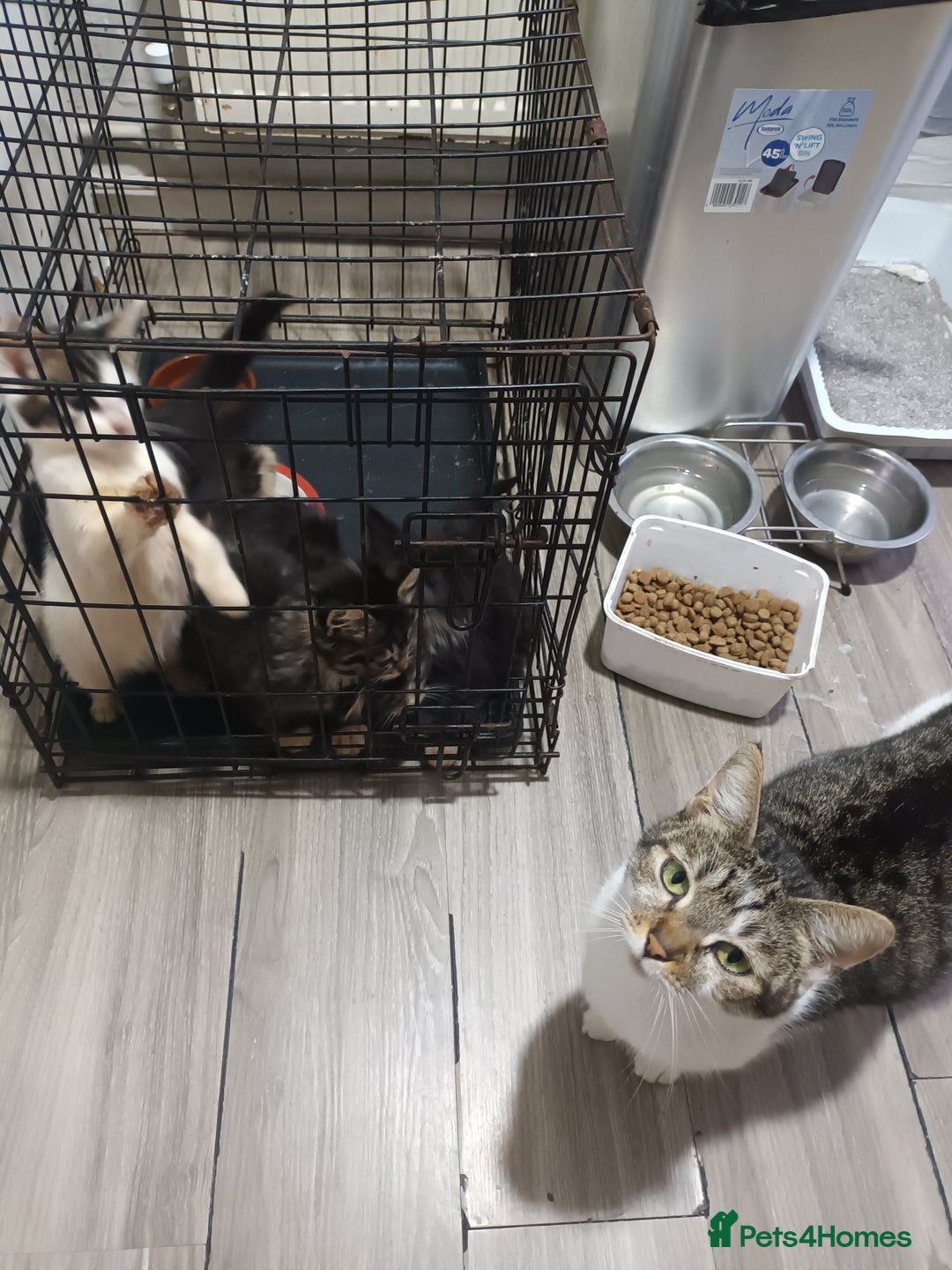 Mixed Breed cats for sale: 5 beautiful kittens ready for the forever home. - Image 3