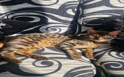 Bengal cats for sale: BEAUTIFUL BROWN BENGAL FOR REHOME  - Image 3