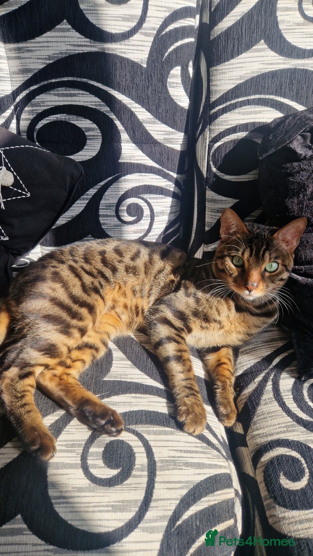 Bengal cats for sale: BEAUTIFUL BROWN BENGAL FOR REHOME  - Image 3