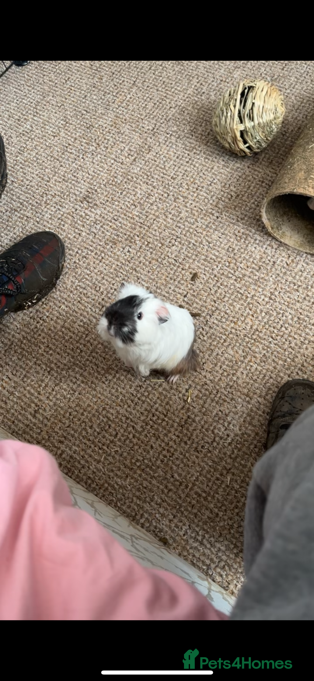 Guinea Pig rodents for sale: Bonded pair of guinea pigs  - Image 9