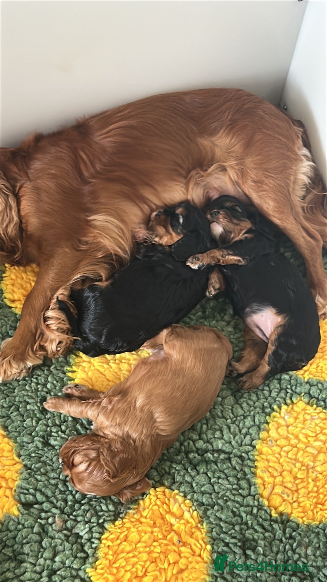 Cavalier King Charles Spaniel dogs Ruby boy health tested parents  - Advert 1