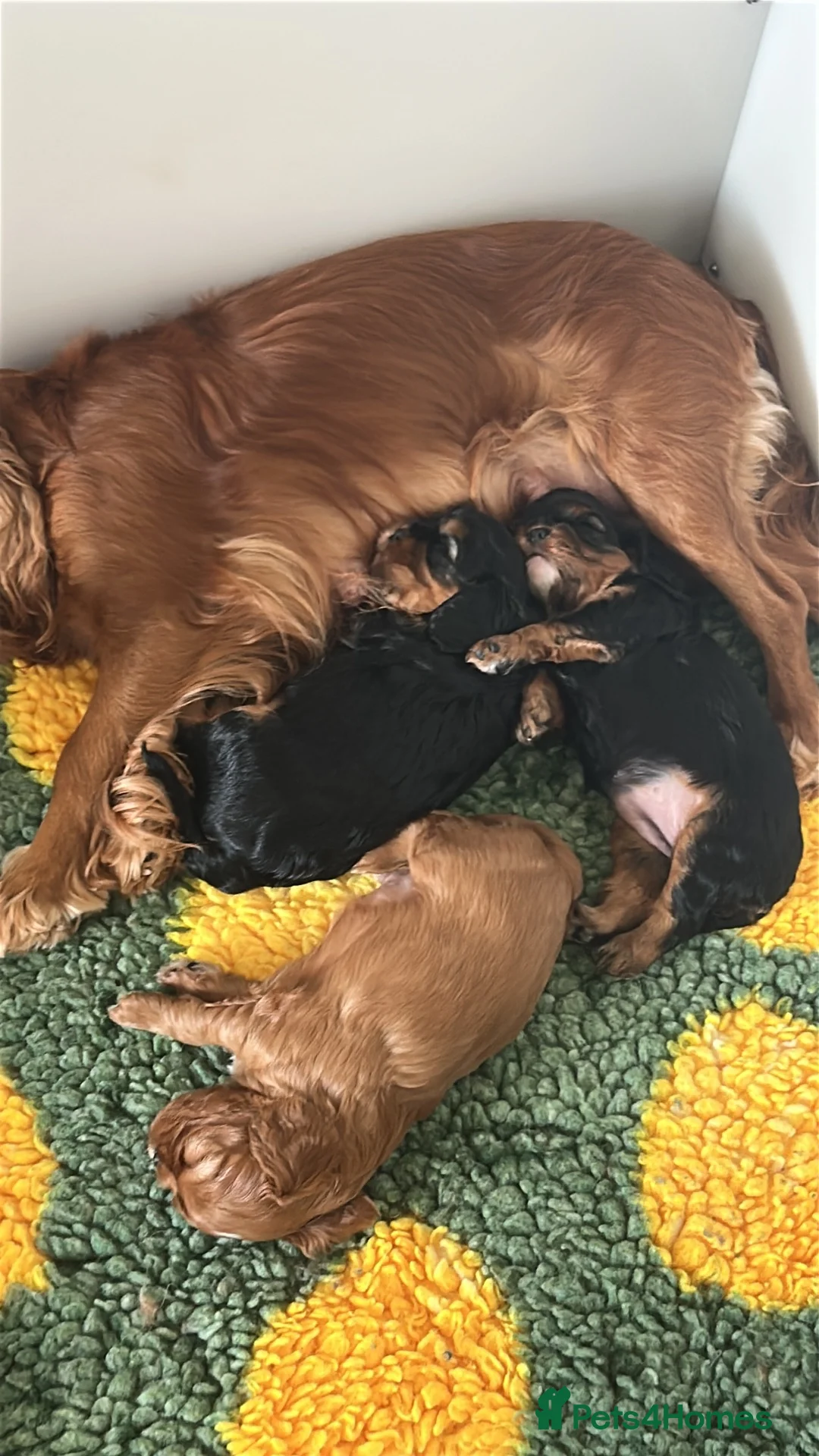 Cavalier King Charles Spaniel dogs for sale: Ruby boy health tested parents  - Advert 1