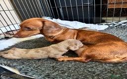 Miniature Dachshund dogs for sale: F Isabelle dapple Mini Dachshund   - Image 1