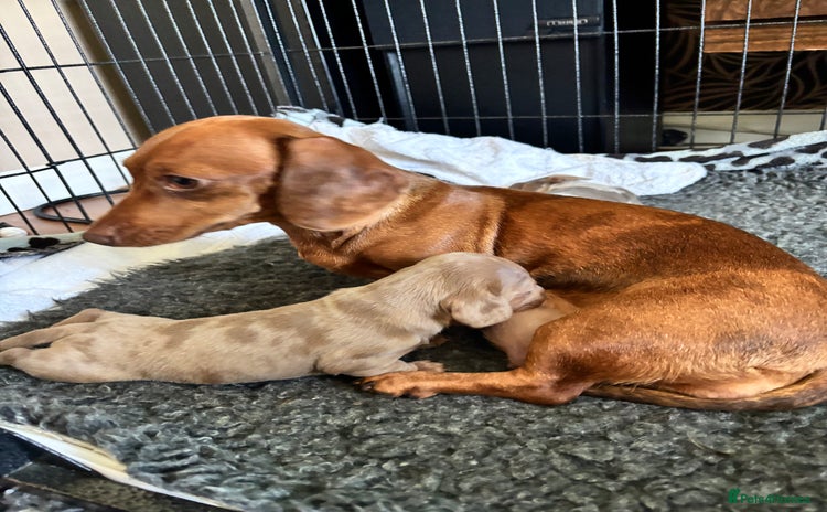 Miniature Dachshund dogs - Advert 1