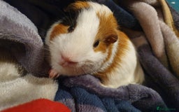 Guinea Pig rodents for sale: Lonely guinea pig boar  - Image 6