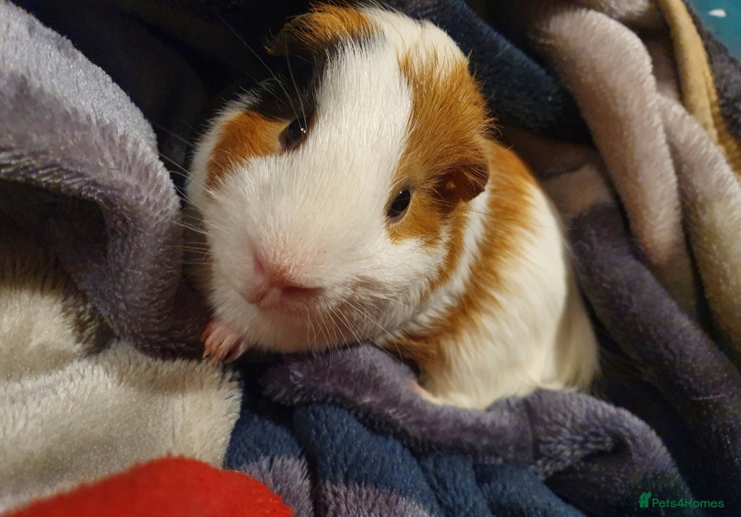 Guinea Pig rodents for sale: Lonely guinea pig boar  - Image 6