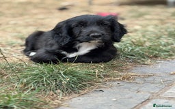 Cockapoo dogs for sale: F1 Adorable CockerPoo Puppies  - Image 8