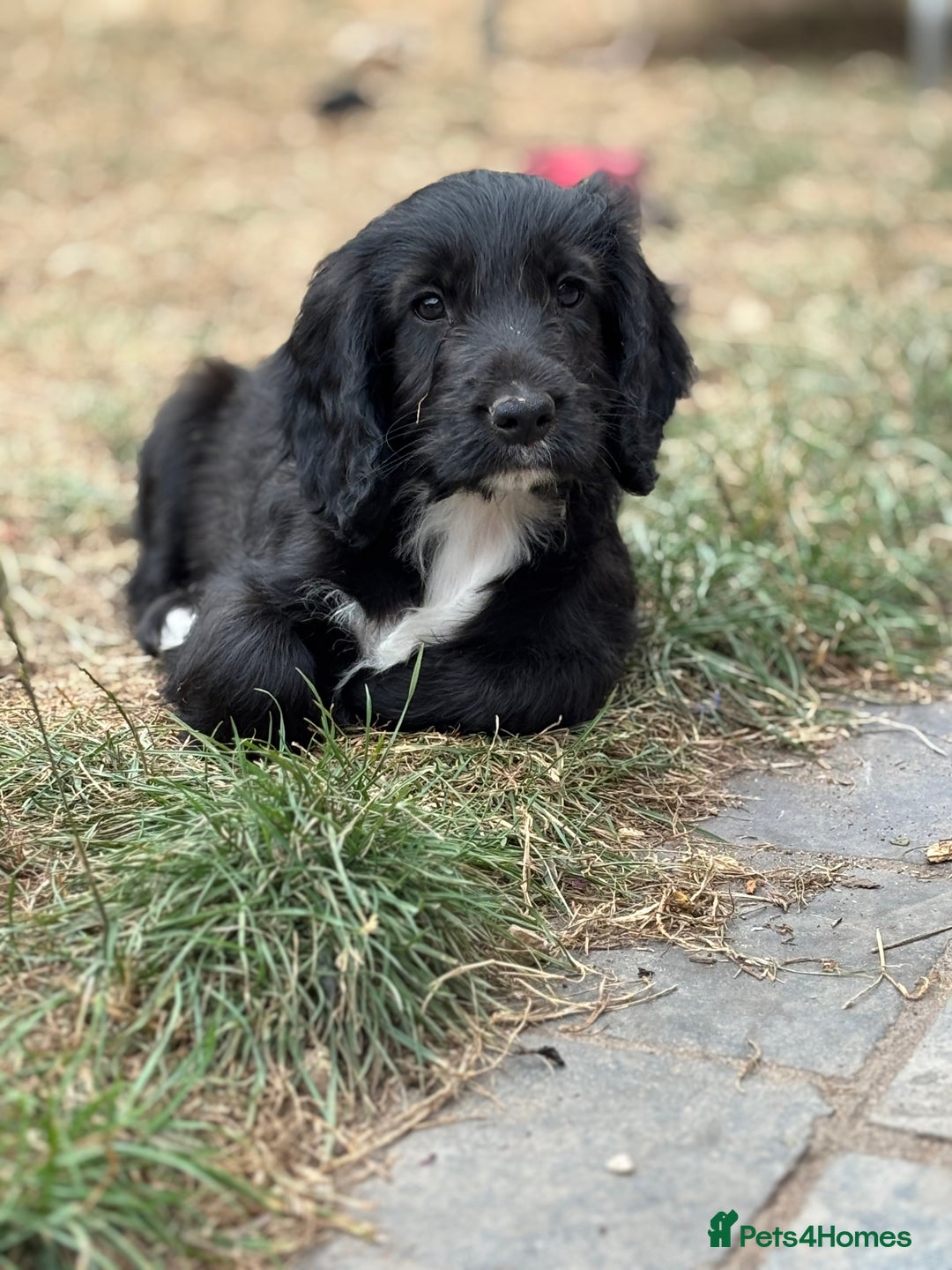 Cockapoo dogs for sale: F1 Adorable CockerPoo Puppies  - Image 8