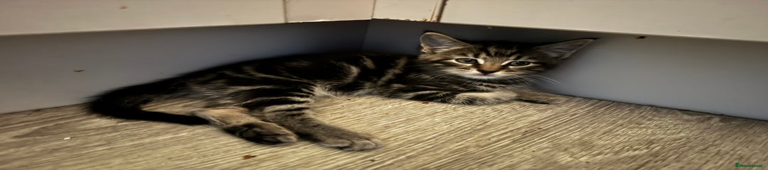 Domestic Shorthair Kitten 1