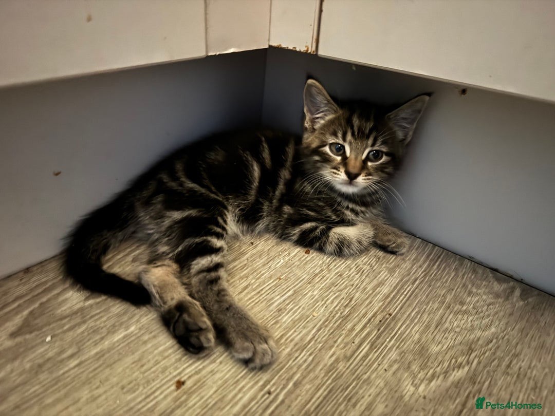 Domestic Shorthair cats for sale: Male tabby kitten - Advert 2