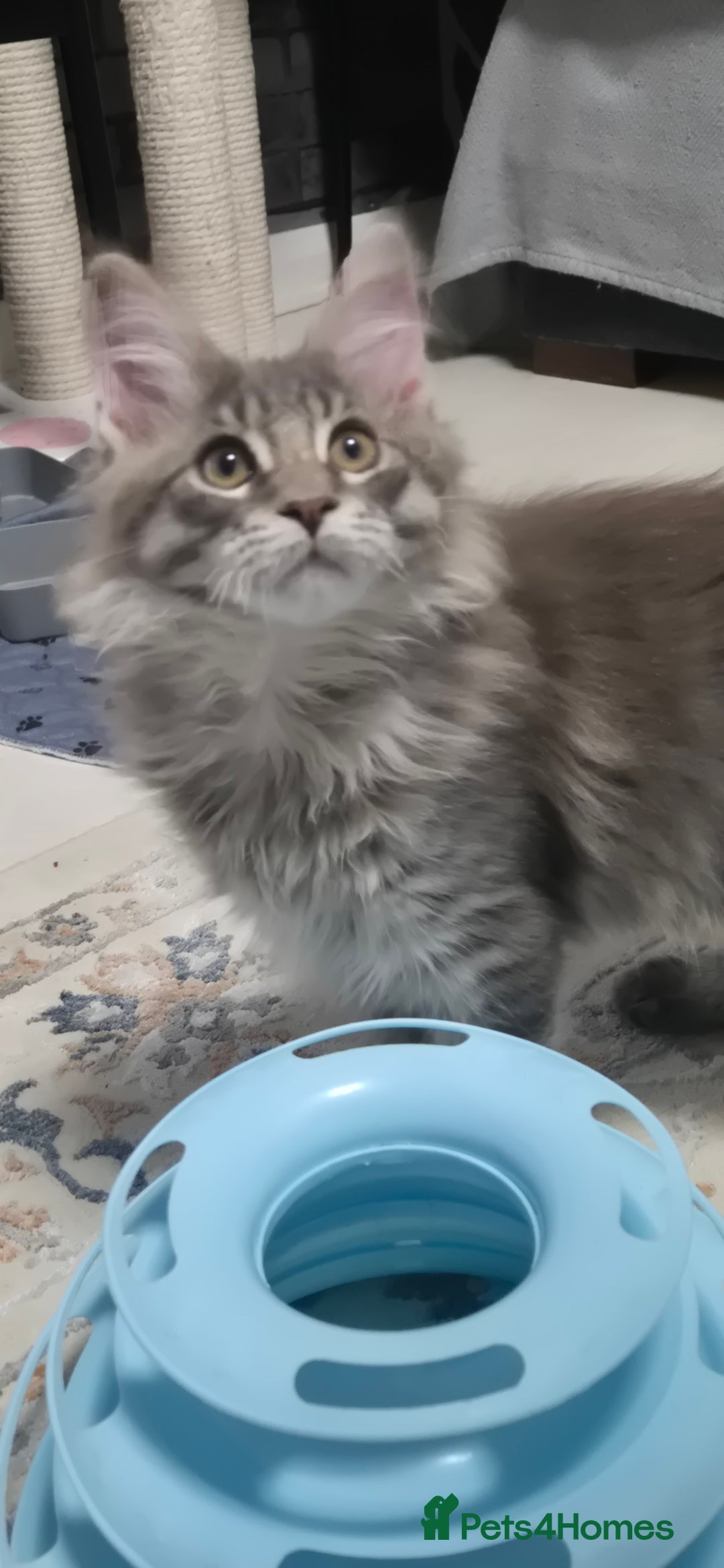 Maine Coon cats for sale: Maine Coon Glasgow AVAILABLE  - Image 34