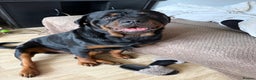 Rottweiler dogs for stud: Kc rottweiller for stud  in Sandy - Advert 1