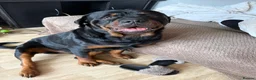 Rottweiler dogs for stud: Kc rottweiller for stud  in Sandy - Advert 2