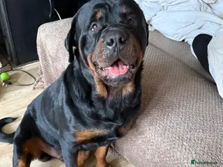 Rottweiler dogs Kc rottweiller for stud in Sandy - Advert 16