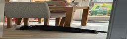 French Bulldog dogs for sale: French Bulldog - Advert 2