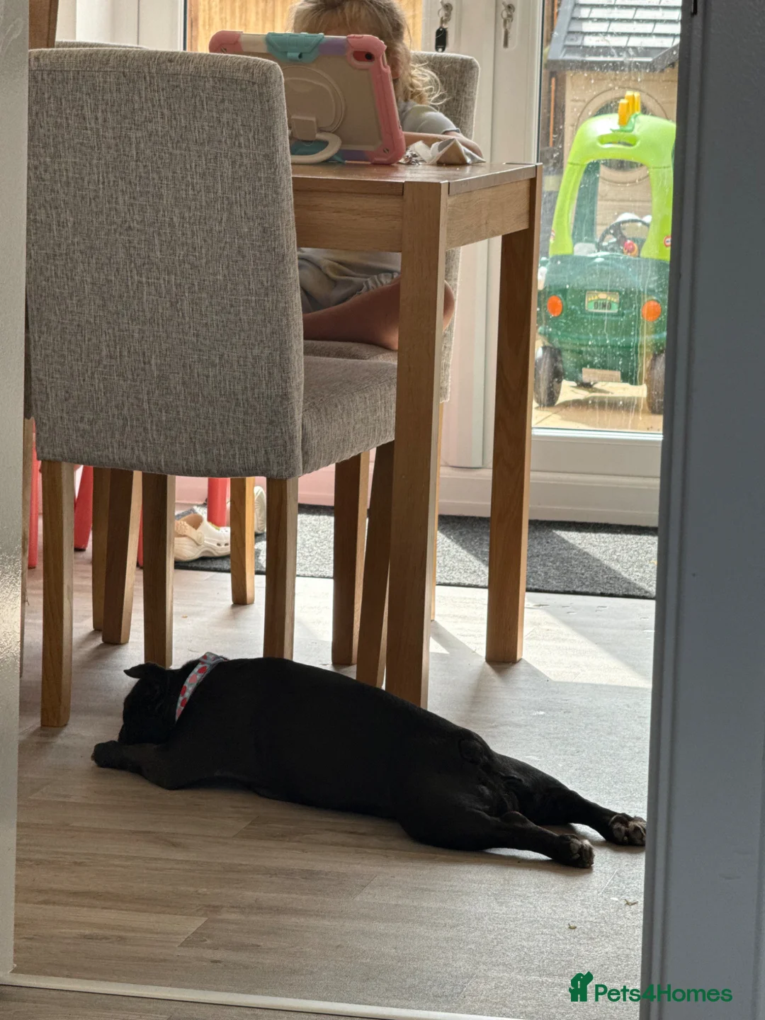 French Bulldog dogs for sale: French Bulldog - Advert 2
