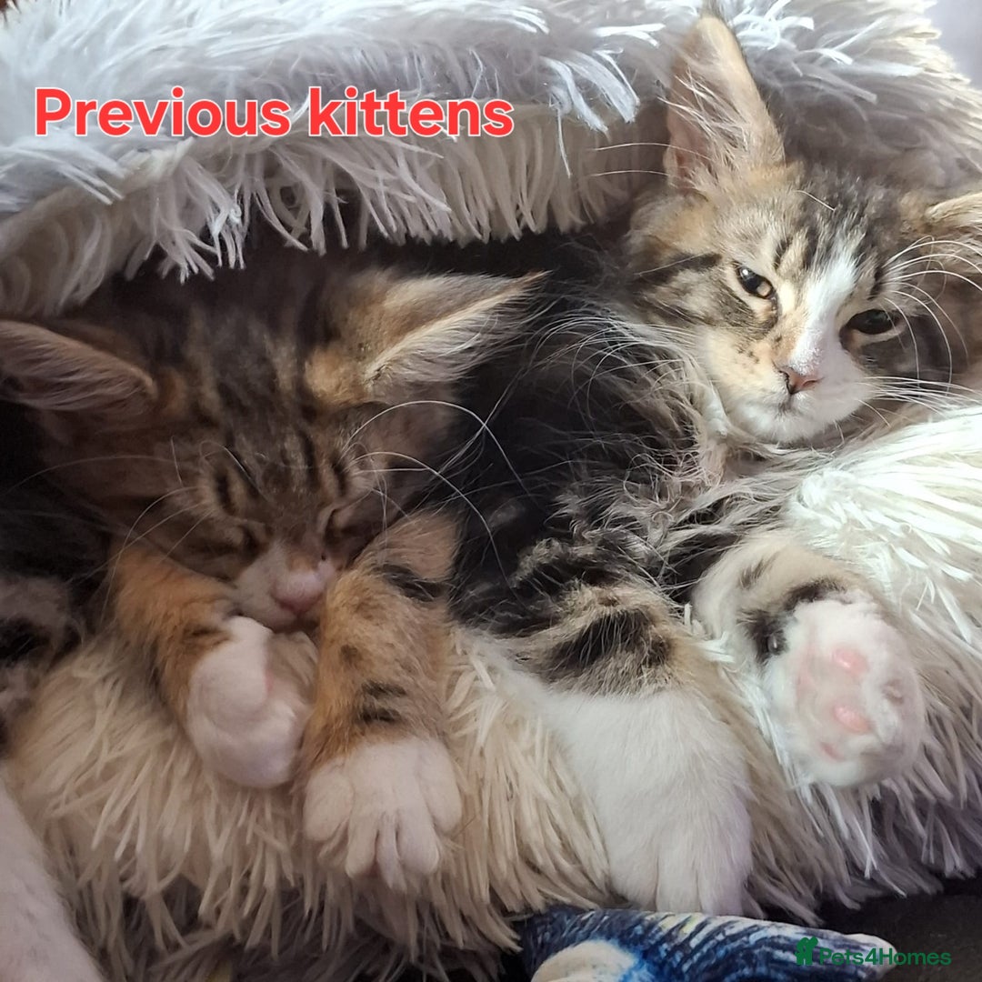 Maine Coon cats for sale: DNA TESTED 100% MAINE COON KITTENS  - Image 10