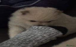 Pomeranian dogs for sale: 2 beautiful teddy bears poms  - Image 7