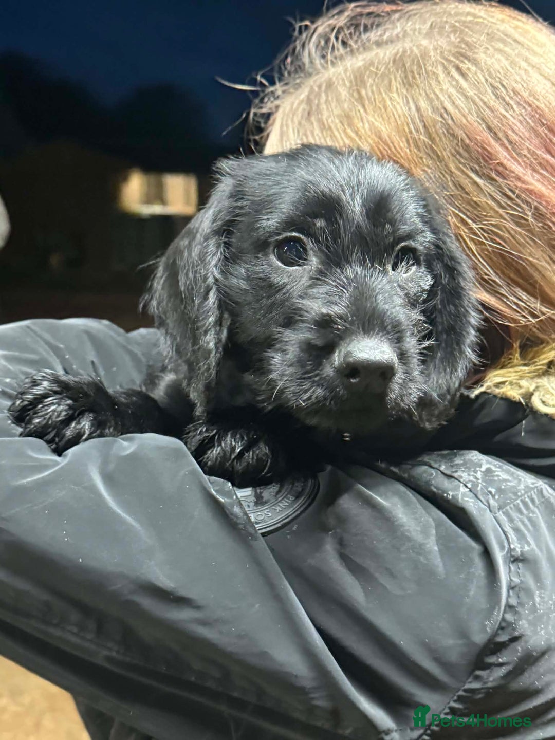 Mixed Breed dogs for sale: Stunning pups looking for new home  - Advert 1