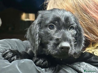 Mixed Breed dogs Stunning pups looking for new home - Advert 10