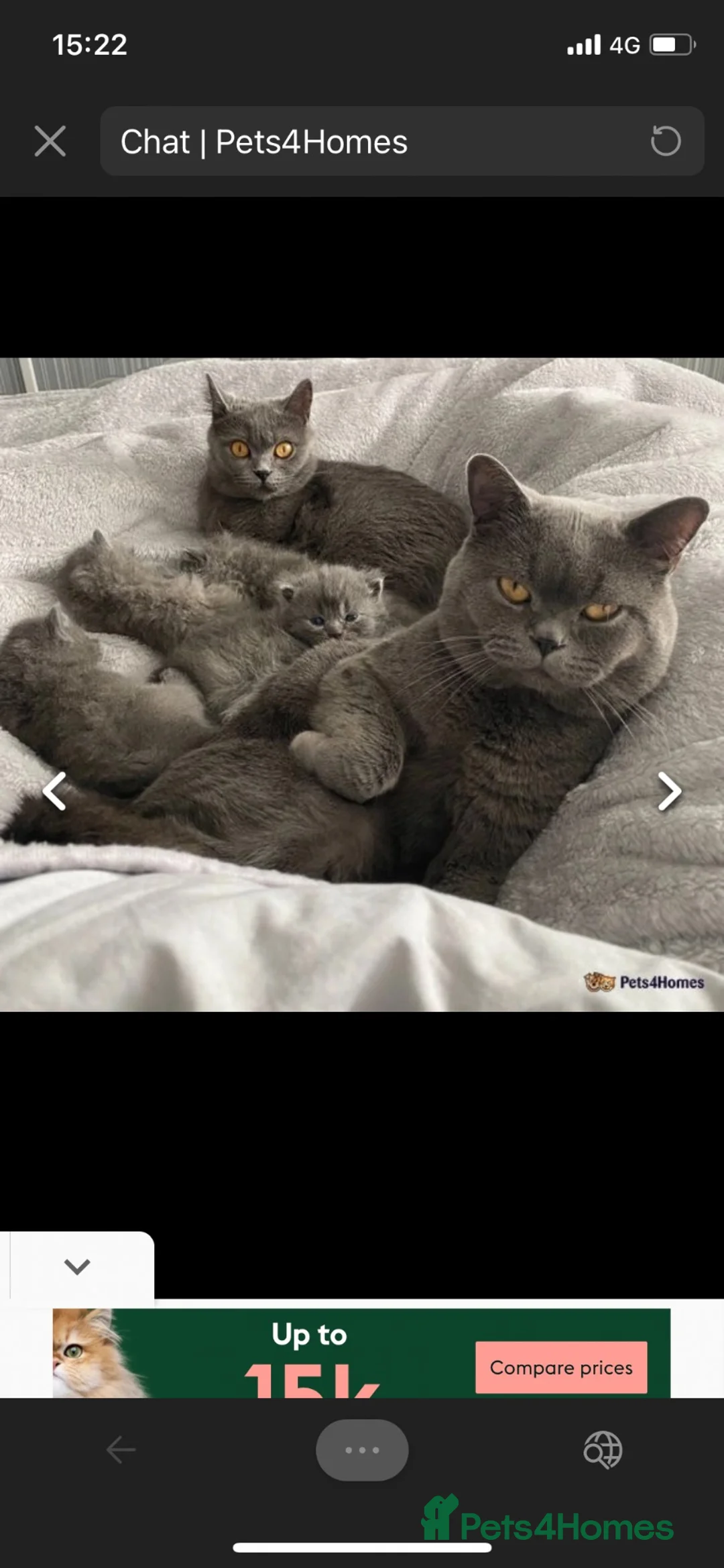 British Shorthair cats for sale: British blue shorthair cats  - Advert 5