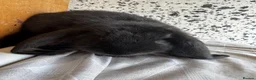 French Lop rabbits for sale: French lop girl  - Advert 13