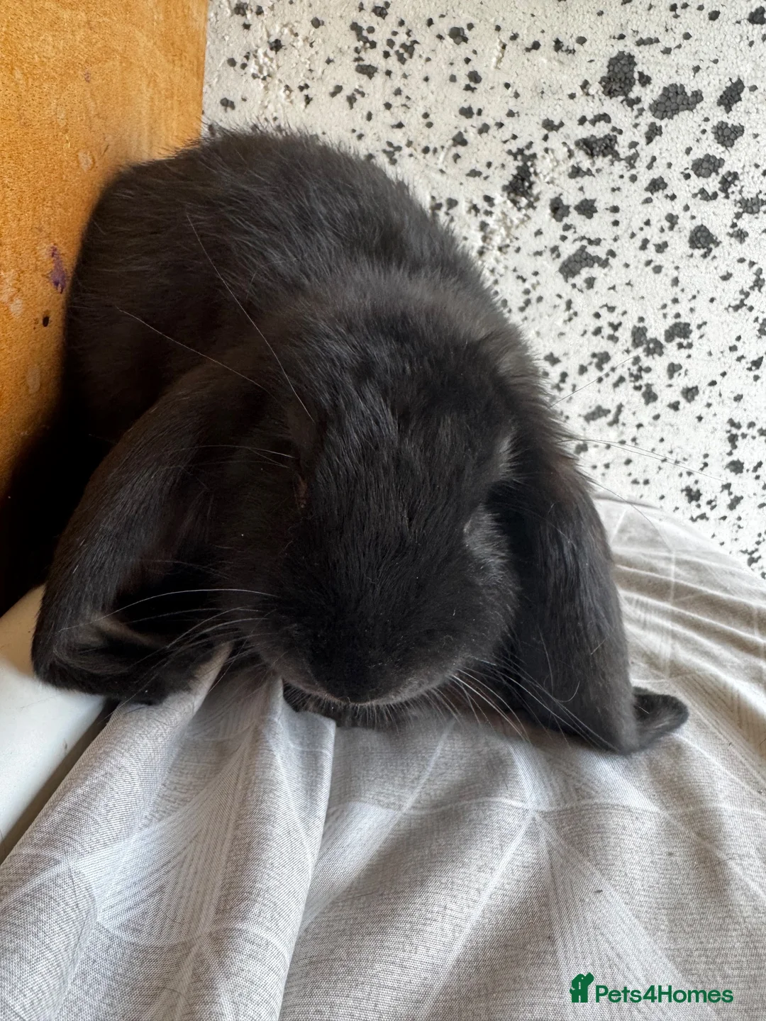 French Lop rabbits for sale: French lop girl  - Advert 13