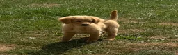 Golden Retriever dogs for sale: KC Healthy Golden Retriever Puppies - Advert 26