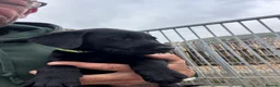 Labrador Retriever dogs for sale: Ready now working Labrador Puppies  - Advert 2