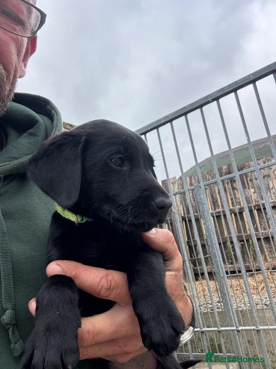 Labrador Retriever dogs for sale: Ready now working Labrador Puppies  - Advert 2