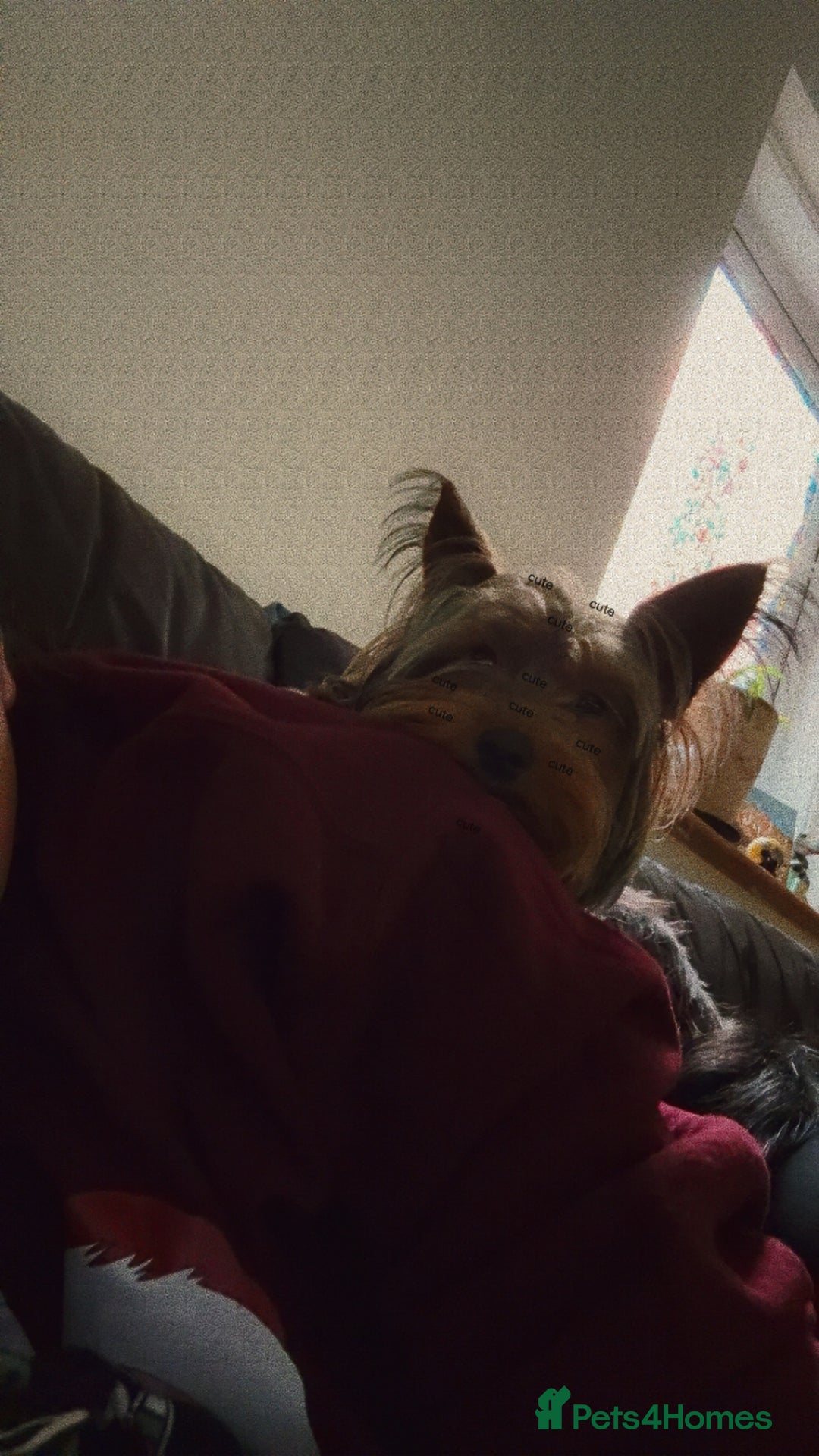 Yorkshire Terrier dogs for stud: For STUD - Advert 16