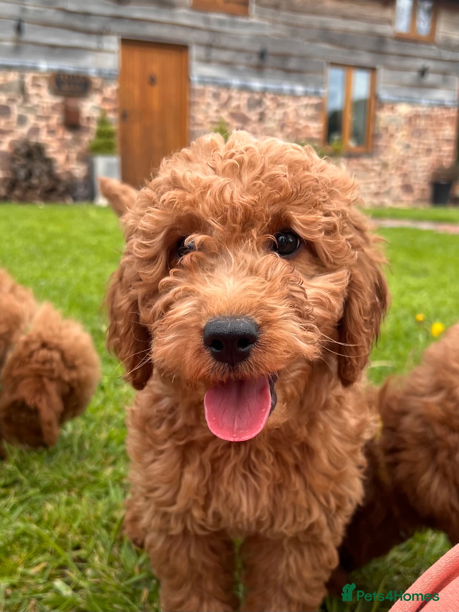 Irish Doodle dogs F1B Miniature Irishdoodles fully tested parents  - Advert 5