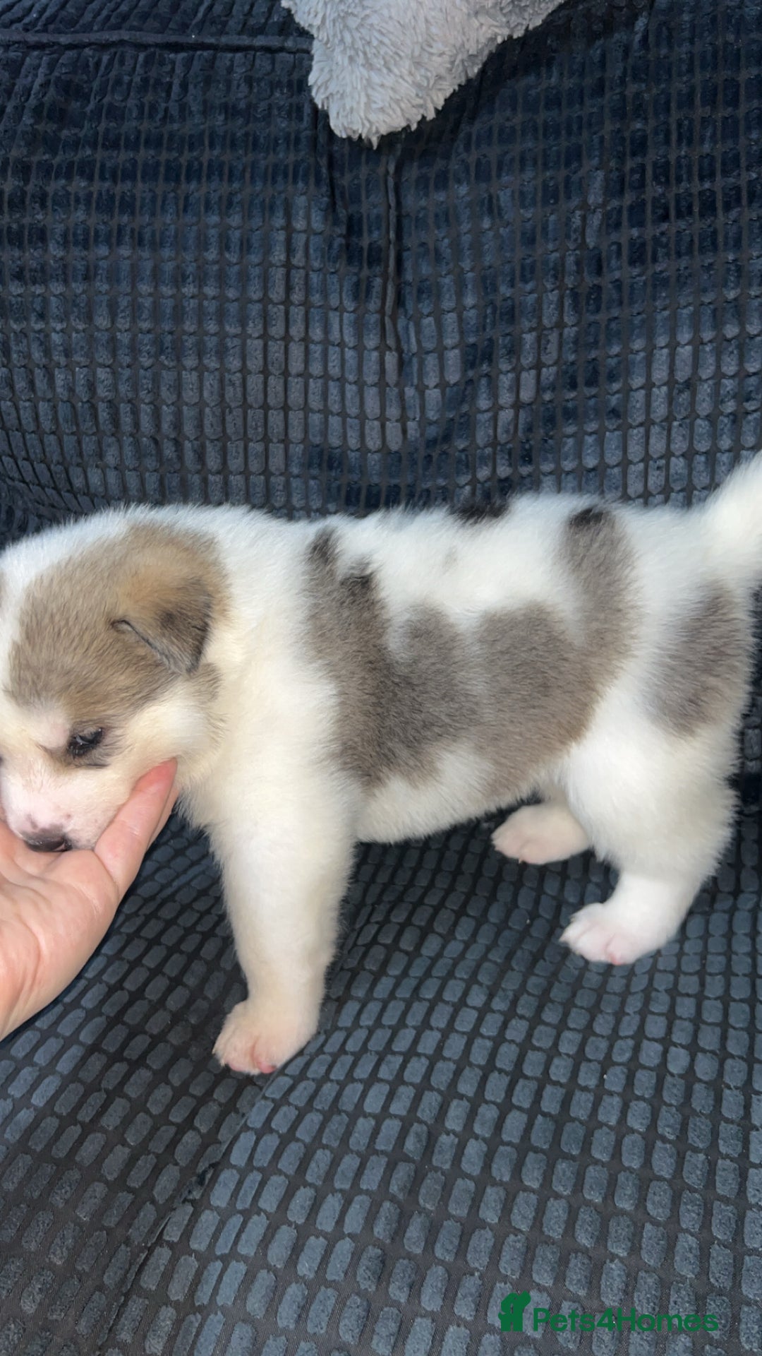 Akita dogs for sale: American Akita puppy’s  - Image 21