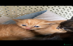 Maine Coon cats for sale: Maine coon x - Image 28