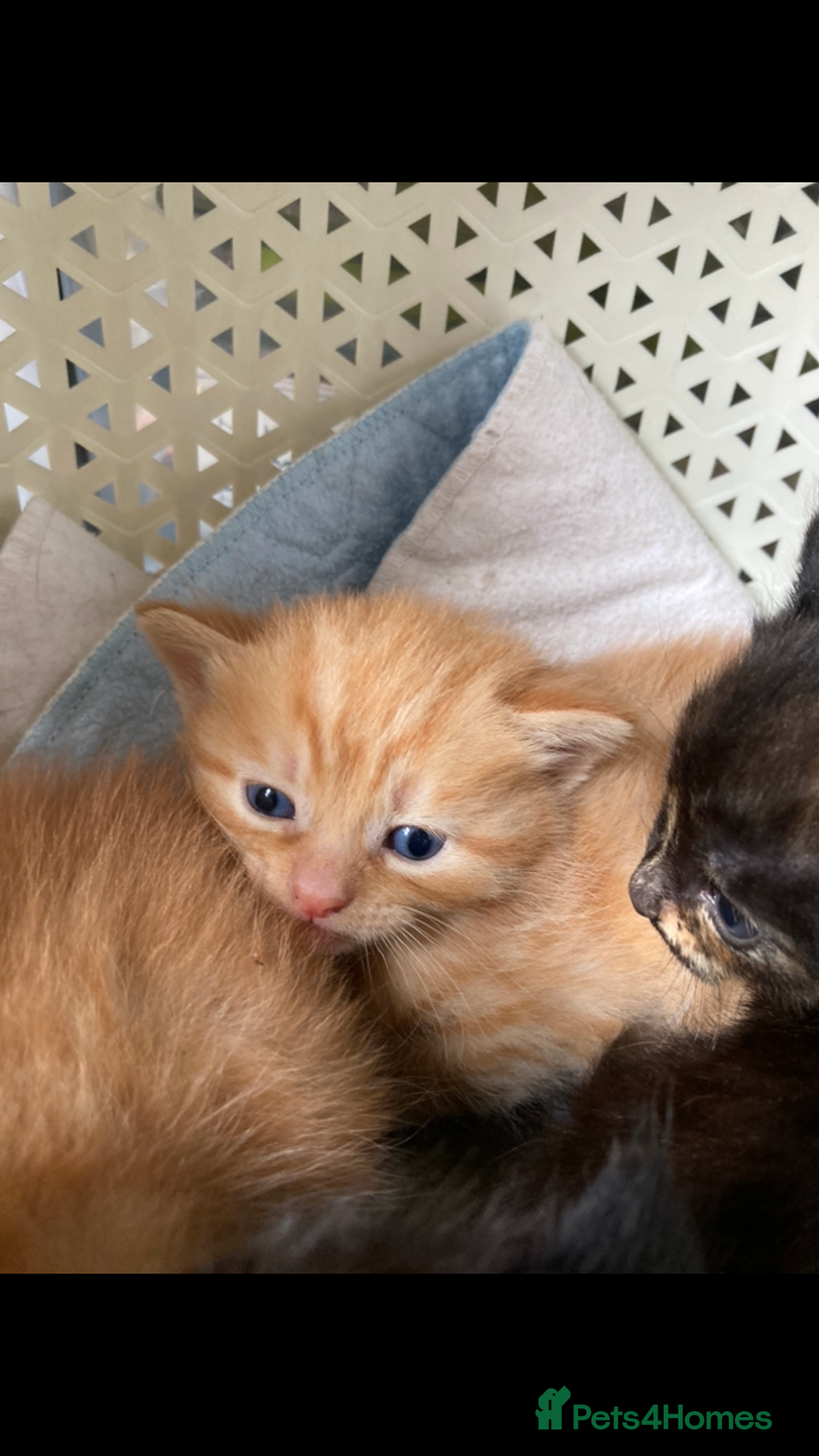 Maine Coon cats for sale: Maine coon x - Image 28