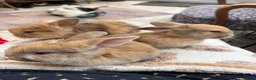 Mini Lop rabbits for sale: Mini lops-raised indoors-vaccinated  - Advert 3