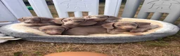 Miniature Dachshund dogs for sale: Miniature dachshund puppies  - Advert 1