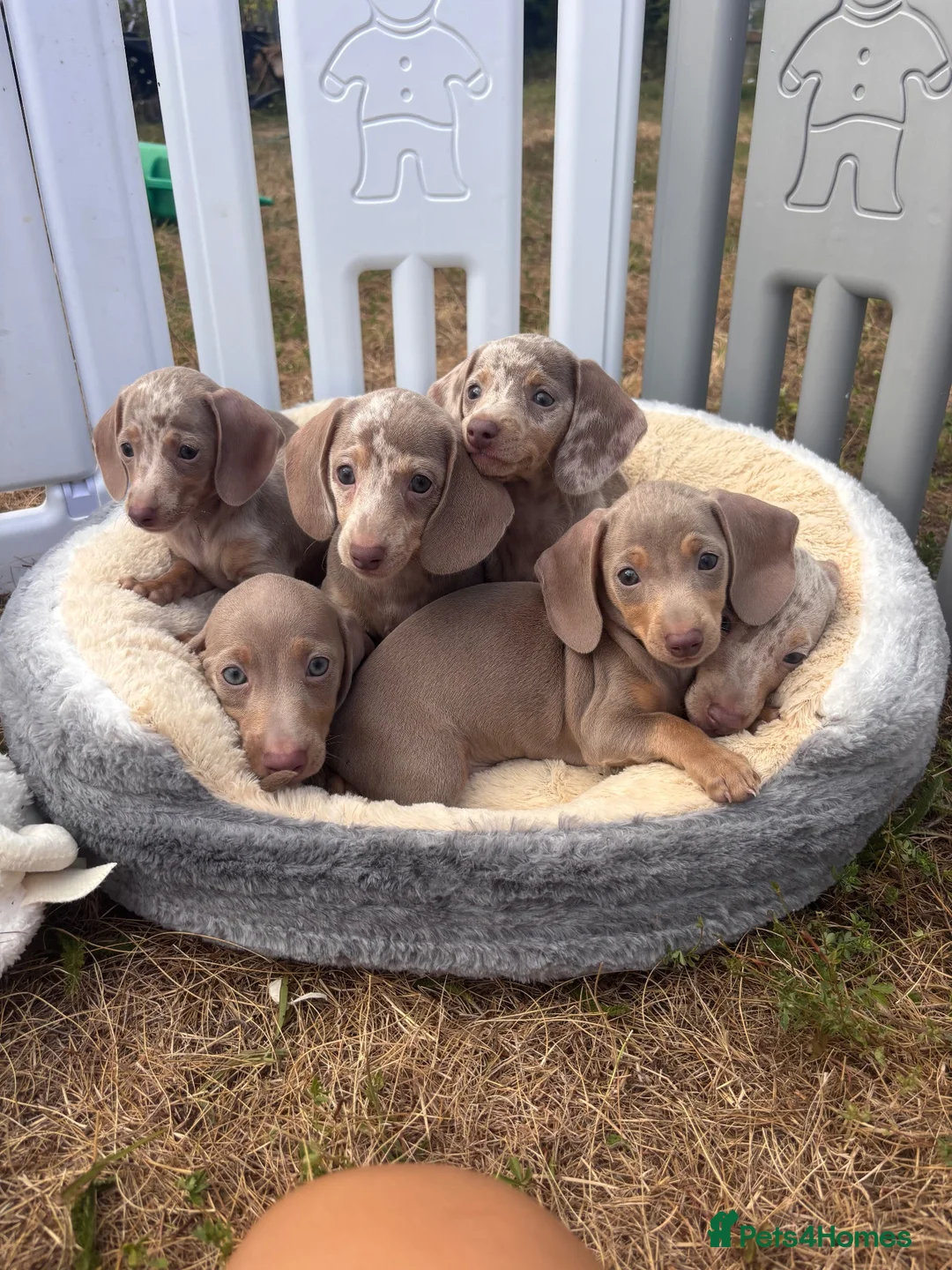 Miniature Dachshund dogs for sale: Miniature dachshund puppies  - Advert 1