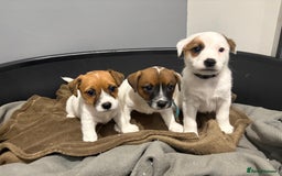 Jack Russell dogs for sale: Traditional old fashioned jack Russel puppies  - Advert 6