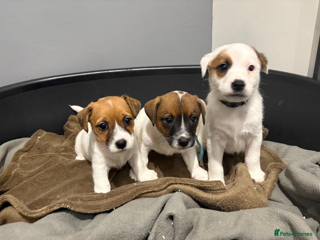 Jack Russell dogs for sale: Traditional old fashioned jack Russel puppies  - Advert 6