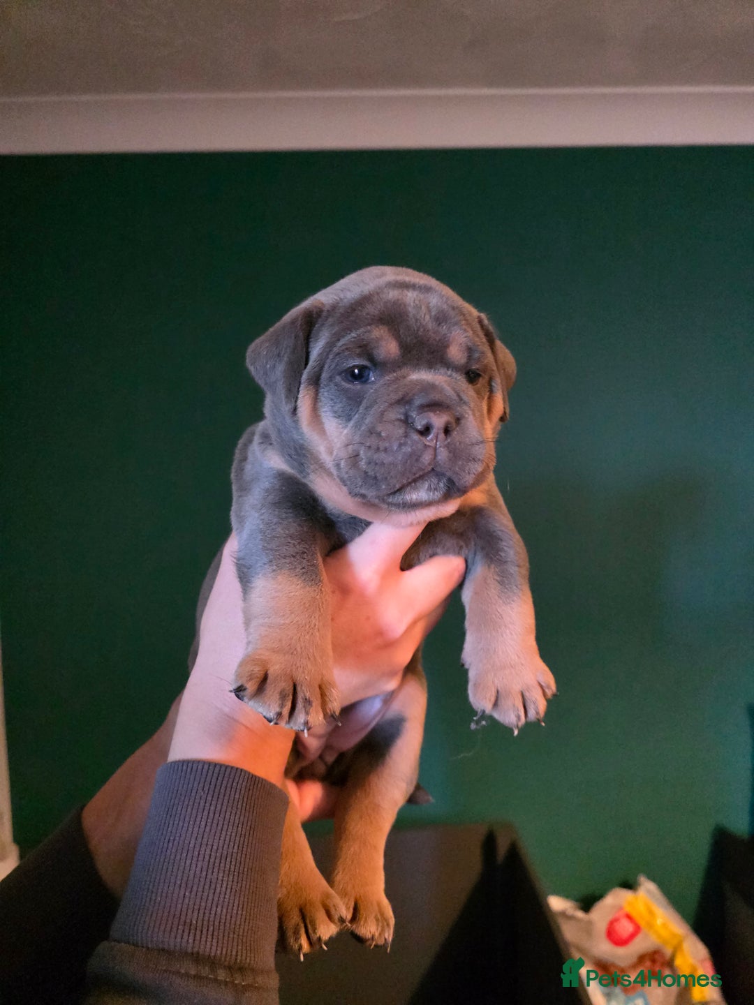 Olde English Bulldogge dogs for sale: Beautiful olde english Bulldogge pups  - Advert 6