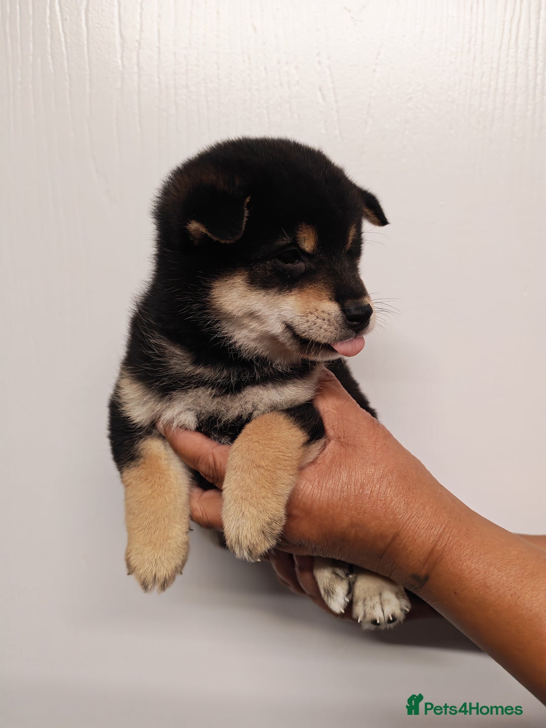 Japanese Shiba Inu dogs for sale: KC reg Japanese shiba inu puppies  - Image 5