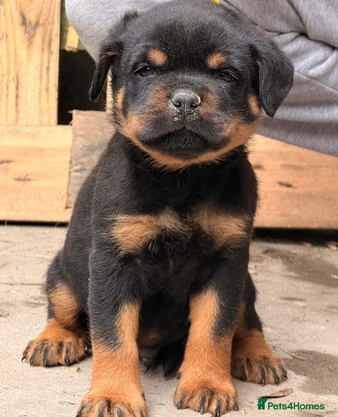 Rottweiler dogs for sale: Top quality kc pups for sale timitor X edelstein - Advert 19